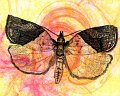 Digital Insects
